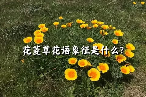 花菱草花语象征是什么？