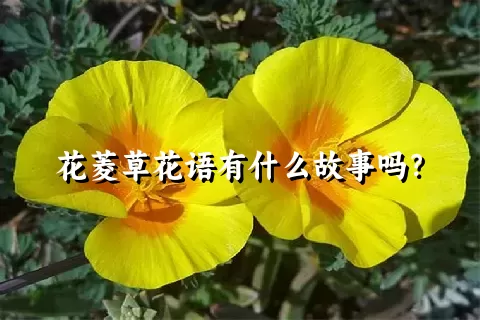 花菱草花语有什么故事吗？