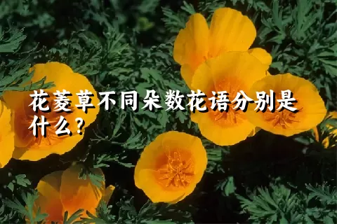 花菱草不同朵数花语分别是什么？