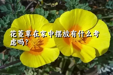 花菱草在家中摆放有什么考虑吗？