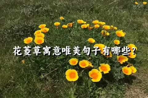 花菱草寓意唯美句子有哪些？