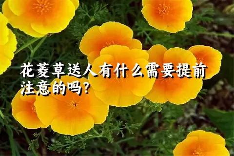 花菱草送人有什么需要提前注意的吗？