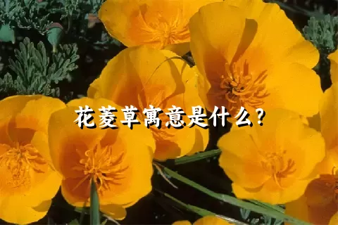 花菱草寓意是什么？