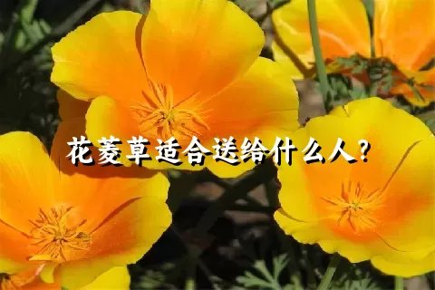 花菱草适合送给什么人？