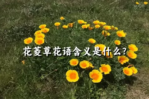 花菱草花语含义是什么？