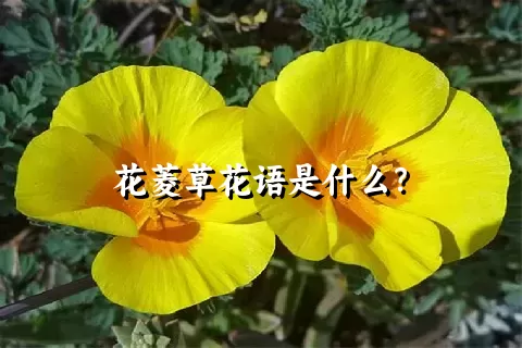 花菱草花语是什么？