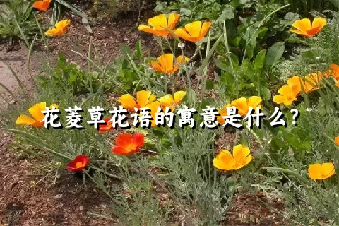 花菱草花语的寓意是什么？