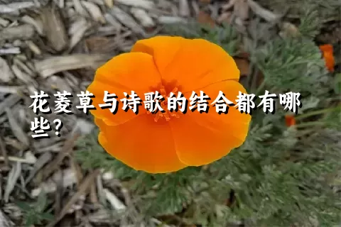 花菱草与诗歌的结合都有哪些？