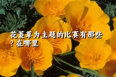 花菱草为主题的比赛有那些？在哪里