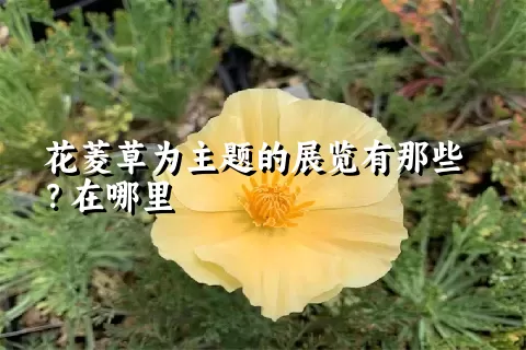 花菱草为主题的展览有那些？在哪里