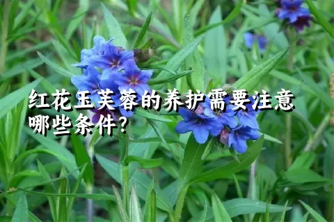 红花玉芙蓉的养护需要注意哪些条件？