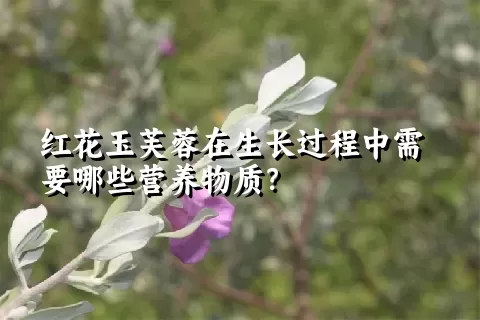 红花玉芙蓉在生长过程中需要哪些营养物质？