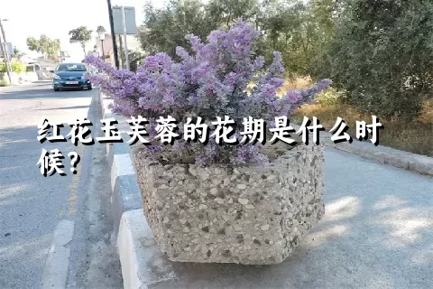 红花玉芙蓉的花期是什么时候？