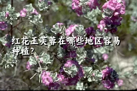 红花玉芙蓉在哪些地区容易种植？