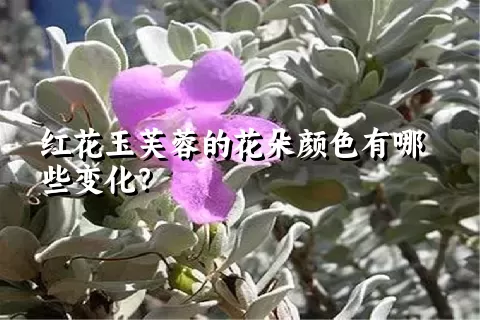 红花玉芙蓉的花朵颜色有哪些变化？