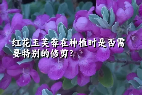 红花玉芙蓉在种植时是否需要特别的修剪？