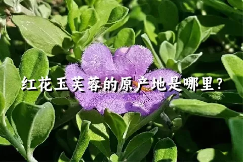 红花玉芙蓉的原产地是哪里？