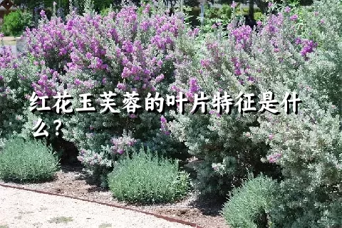 红花玉芙蓉的叶片特征是什么？