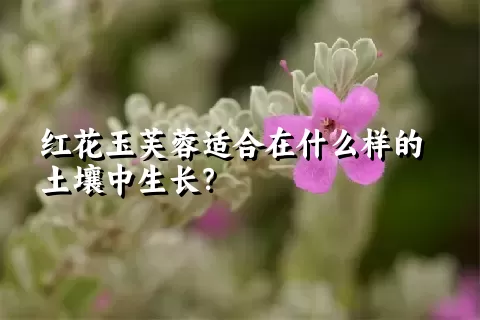 红花玉芙蓉适合在什么样的土壤中生长？