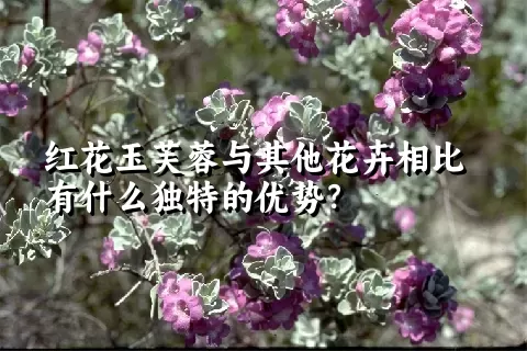 红花玉芙蓉与其他花卉相比有什么独特的优势？