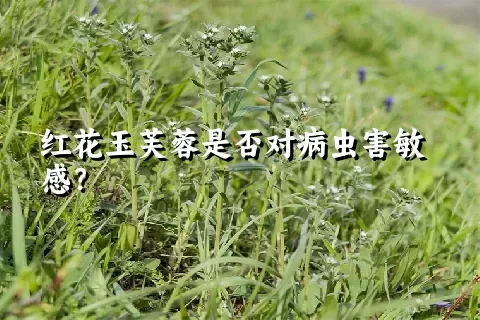 红花玉芙蓉是否对病虫害敏感？