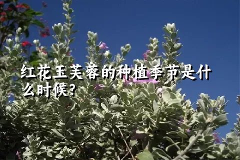 红花玉芙蓉的种植季节是什么时候？