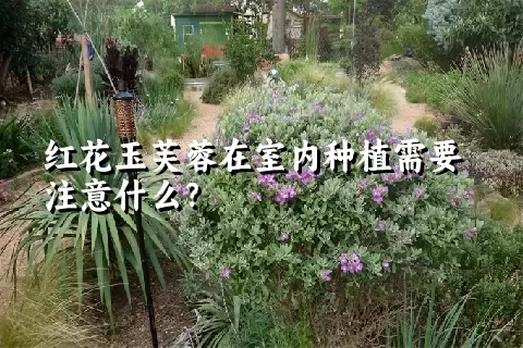 红花玉芙蓉在室内种植需要注意什么？