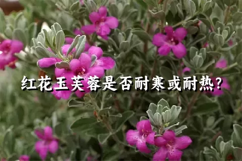 红花玉芙蓉是否耐寒或耐热？