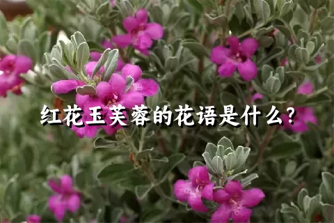 红花玉芙蓉的花语是什么？