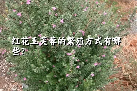 红花玉芙蓉的繁殖方式有哪些？