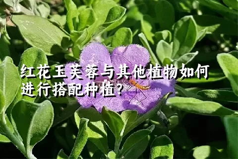 红花玉芙蓉与其他植物如何进行搭配种植？