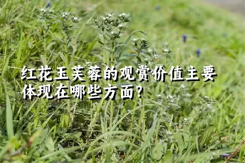 红花玉芙蓉的观赏价值主要体现在哪些方面？