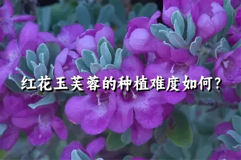 红花玉芙蓉的种植难度如何？