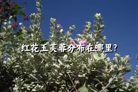 红花玉芙蓉分布在哪里?