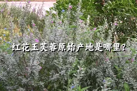 红花玉芙蓉原始产地是哪里？