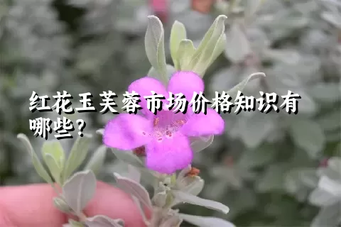 红花玉芙蓉市场价格知识有哪些？