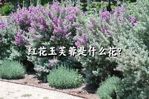 红花玉芙蓉是什么花？