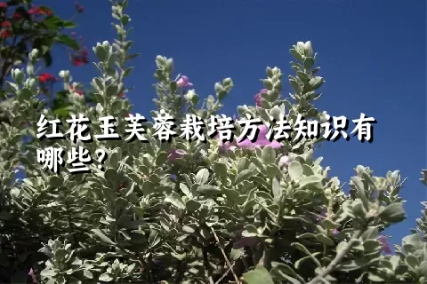 红花玉芙蓉栽培方法知识有哪些？