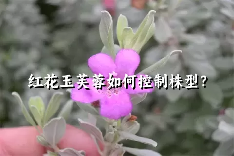 红花玉芙蓉如何控制株型？