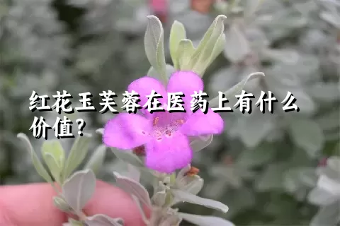 红花玉芙蓉在医药上有什么价值？