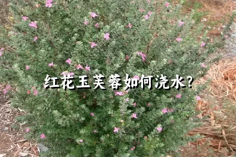 红花玉芙蓉如何浇水？