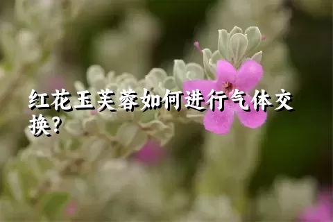 红花玉芙蓉如何进行气体交换？