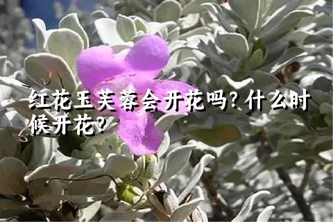 红花玉芙蓉会开花吗？什么时候开花？