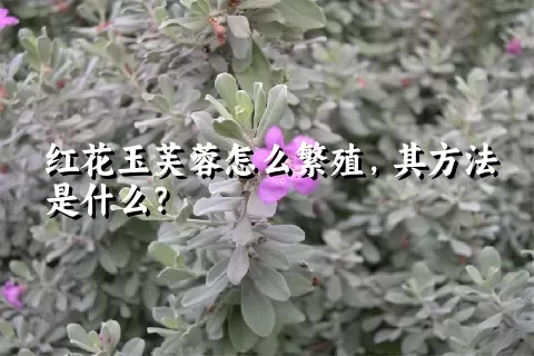 红花玉芙蓉怎么繁殖，其方法是什么？