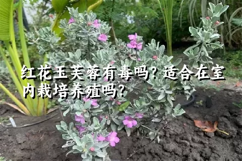 红花玉芙蓉有毒吗？适合在室内栽培养殖吗？