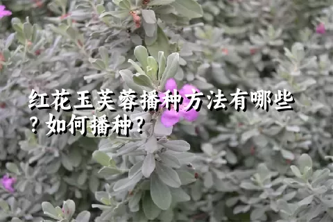 红花玉芙蓉播种方法有哪些？如何播种？