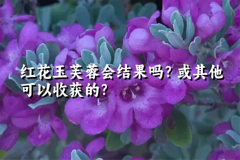 红花玉芙蓉会结果吗？或其他可以收获的？