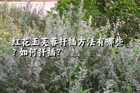 红花玉芙蓉扦插方法有哪些？如何扦插？