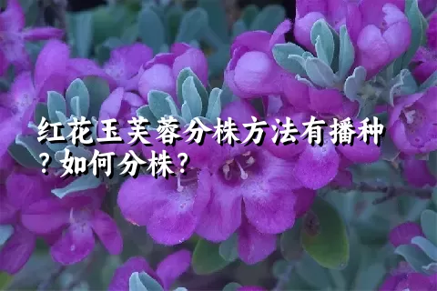 红花玉芙蓉分株方法有播种？如何分株？