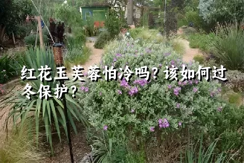 红花玉芙蓉怕冷吗？该如何过冬保护？